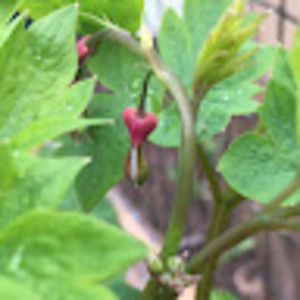 Meet your Posher, Brandy